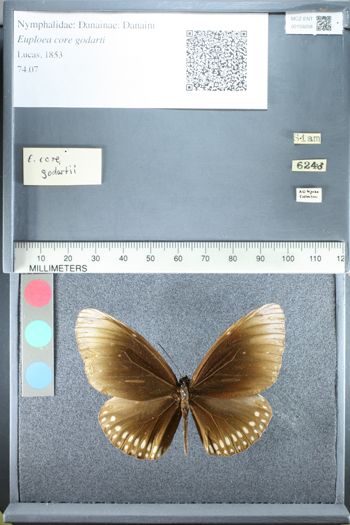 Media type: image;   Entomology 159258